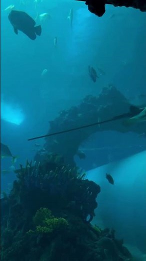 ✨ Taoyuan Xpark Aquarium Walk 🇹🇼 | 4K Walking Tour | No Talking｜桃園 Xpark 水族館 2026