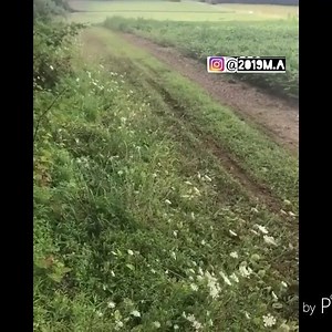 185K views · 1.1K reactions | Banshee 421 cub on a YZF 450 frame | Banshee Apparel | Facebook