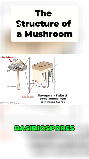 Basidiomycetes: Unveiling Club Fungi & Spore Production #biology #fungi #science #interestingfacts