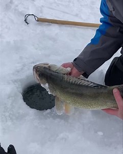Biggest Walleye of the day so far. Went back out on the Main Lake today and finding plenty of fish. Heading towards an eight man limit of walleyes and have thrown a few back. Fish seem to be keying on the small stuff. 1/16th ounce spoons and Tungsten Drop XL tipped with a minnow head. | Jason Mitchell Outdoors Television