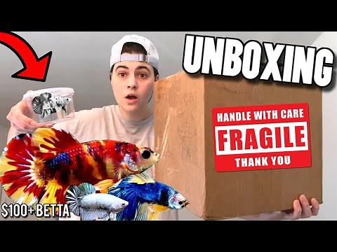 Unboxing *LIVE* GIANT BETTA FISH For My FISH TANK AQUARIUM!!