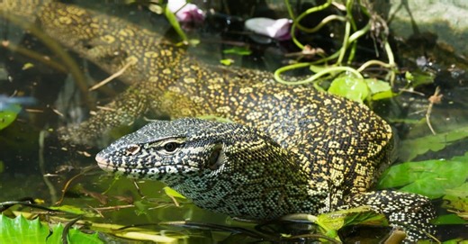 How One Hunter Is Battling Florida’s Growing Invasive Reptile Crisis