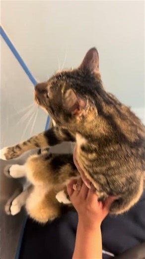 Cat Urinary Tract Infection #UTI