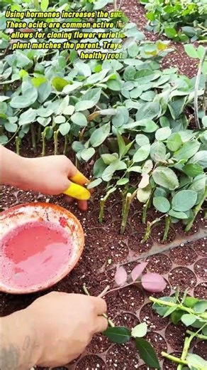 Professional Techniques For Successfully Growing New Rose Bushes