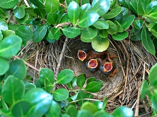 What Is a Fledgling? See How a Baby Bird Grows up