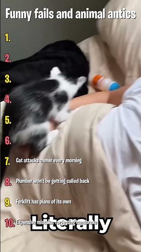 Funny Animal Antics Compilation #Shorts #Animals #Funny