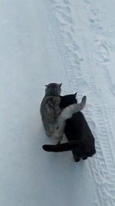 Cats cuddle-walking in the snow. | Best Posts Ever
