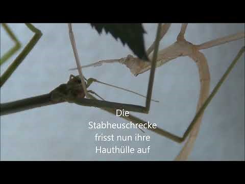 Stabheuschrecke häutet sich! Spannendes Haustier