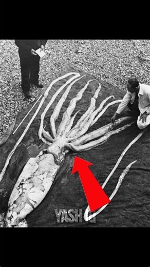 Kraken Myth vs Reality 😱 | Real Giant Squid Explained in 60 Seconds.