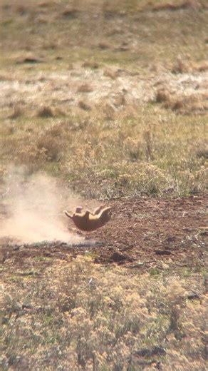 19 prairie dogs in 30 seconds and @ollinco snapshot captured it all! #varminthunting #shootinggames