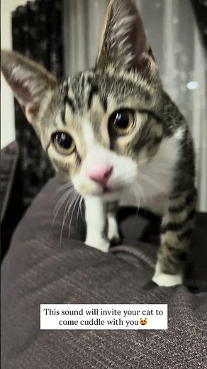 This sound will make your cat come cuddle with you🥰
