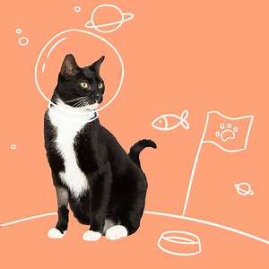 204K views · 481 reactions | We’ve just this week opened the doors to Amazon Pets - a one-stop shop for anything and everything your pets need! Celebrate with some tasty treats for your precious pet - head to the shop for 30% off selected pet food from 12-18 September. | Amazon.com.au | Facebook