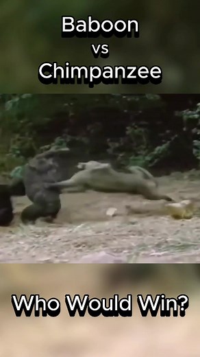 Baboon vs Chimpanzee | Who Would Win? #animals #baboon #chimpanzee #fight #battle #whowouldwin #animalfight #monkey #chimp #wildlife #tiktok #tiktokreels #reels #shorts #fyp #foryou #feed #epic #animalcomparisons #viral