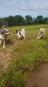 Small Campers #1 - Tuesday, June 4th The adoptable Flying Dutchman and Bootstrap Bill, Bruce Sm, Buddy B, Charlie D, Chunk L, Daisy S, Henry G (Polka dot BD), Layla S, Lulu B, Maggie E, Maisy W, Marcel Jo, Snaxx Sm, Meelo R, Olive H, Ollie H, Butternut Squash N, Cookie M, JJ Jenkins S, Rosa R, Shibee B, Taki R, Ollie Ro, Poppy Ro, Rory F, Teddy V (Yellow BD), Pierogi M, and Winnie U having fun at the pond! If you would like to purchase a keepsake with a camp photo of your dog on it, you can do s