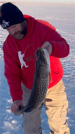 Big Thick Northern Pike!