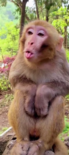 Monkeys feel nauseous after drinking alcohol #monkey #animal #fyp