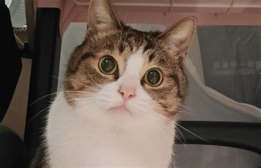 猫如果是很有钱的猫就好了