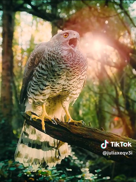 The Amazing Goshawk: Hunting at 32 MPH