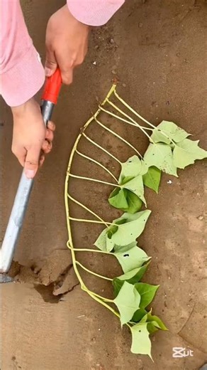 How to grow high yield sweet potatoes #gardeningtips #farmingtips