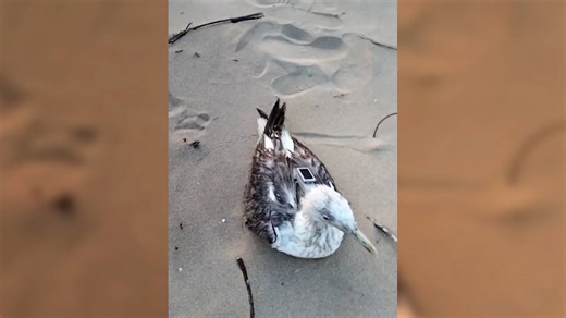 Xi-Gull: A flying 'spy' from China?