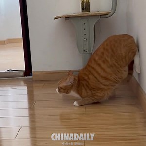 5M views · 56K reactions | #OneMoment Ready... set... GO! This cat sure knows how to win a sprint race. #cat | China Daily | Facebook