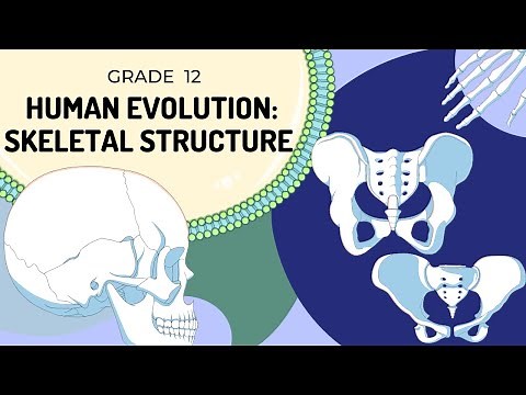 Human Evolution | Skeletal Structure