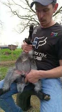 goat castration banding #goatbanding #castration #farming #goats