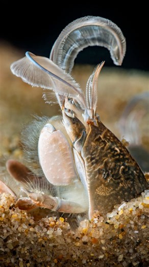 Cristóbal Sprätz | Taller de Insectos on Instagram: "Chanchito de mar 🌊 De nombre científico “Emérita analoga” es un clásico del verano y que me estuvieron preguntando mucho por esta época 🤓 Aquí les dejo una cápsula que les preparé en la playa 🎥 atentos al miércoles!! Que les hablaré de las pulgas de mar #ConocerParaProteger"