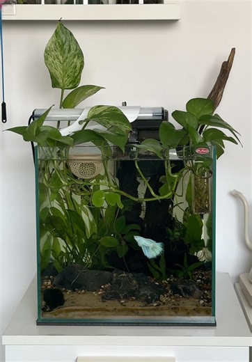 Caring for Betta Fish in Your Aquarium