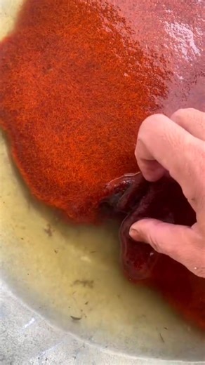 Full pakan ikan bollo aman #fish #pakaikan #ikanhias #hobi #budidaya. #viral | WakLhi