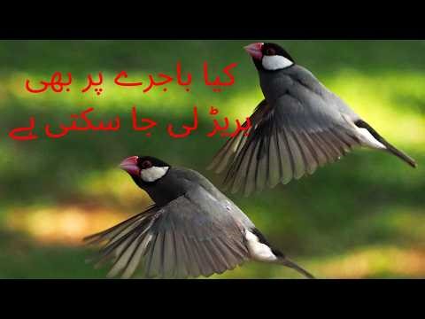 Fawn Sparrow Breeding tips , Java Sparrow , Java Finch , White Java , Silver Java