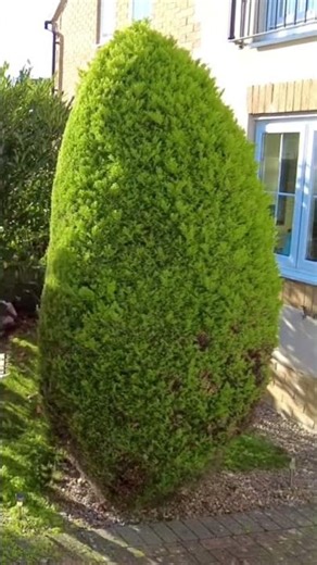 Timelapse shrub trim #11 #timelapse #satisfying #gardening