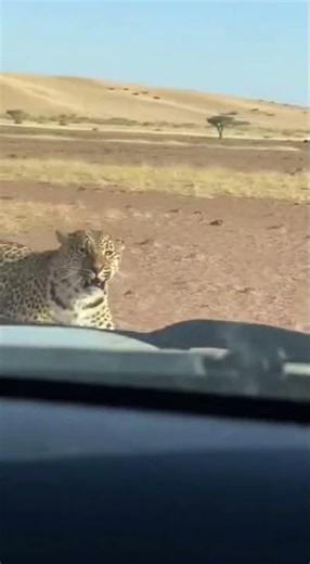 Porcupine Man vs. Leopard: Wild Savanna Chase! 🦔🐆 #wildlife #savanna #leopard