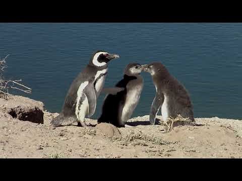 Magellanic Penguins (With Narration)