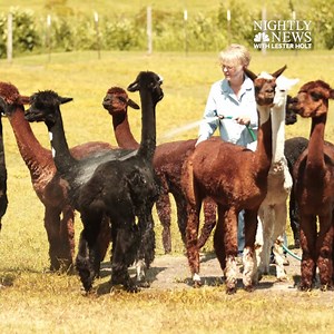 83K views · 960 reactions | Hobby Farming? It's on the rise, especially among retirees. Watch the story tonight on NBC Nightly News with Lester Holt. | NBC Nightly News with Tom Llamas | Facebook