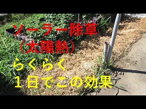 Solar weeding, this effect in one day