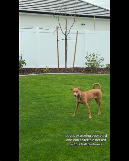 Bambi (A1225429) was one of the best dogs I’ve gotten to hang out with through SOB! Some quick highlights about this sweet angel 🐶 7 month old and 20 lbs 🐶 Lots of playful puppy energy, but minds her manners and does not jump on people/things - very gentle! 🐶 Loves exploring, can entertain herself for hours in the backyard. Will come to you when called or when she sees you but otherwise likes to do her own thing 🐶 Loves a good ball 🐶 Super easy to redirect: Any time she was curious about so