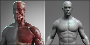 A Tool for Male Anatomy References