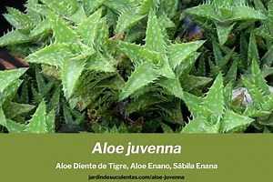 Aloe juvenna cuidados (Aloe Diente de Tigre) - Jardín de Suculentas