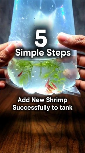 In this video, I’m sharing my proven 5-step drip acclimation process to ensure a 100% survival rate for your Neocaridina shrimp. 🦐 ​these steps are the secret to stress-free shrimp. What’s your biggest struggle when adding new shrimp to your tank? Let’s talk below! 👇 #shrimphatchery #neocaridinashrimp #shrimpkeeping #shrimptank #aquariumhobby #aquarium | Shrimp Hatchery