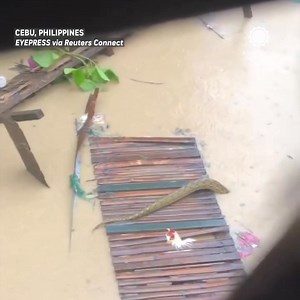 55K views · 530 reactions | A giant python was caught on camera gliding through floodwaters in Cebu after deadly Typhoon Tino (Kalmaegi) left widespread destruction across the Philippines. | AccuWeather | Facebook