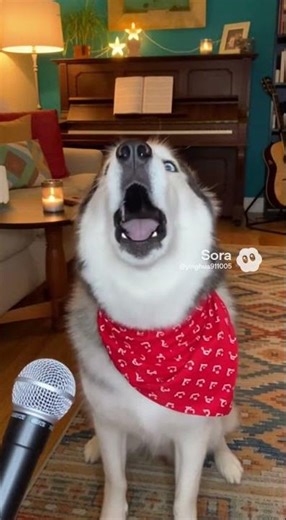 Dog Tries to Sing Along to Music