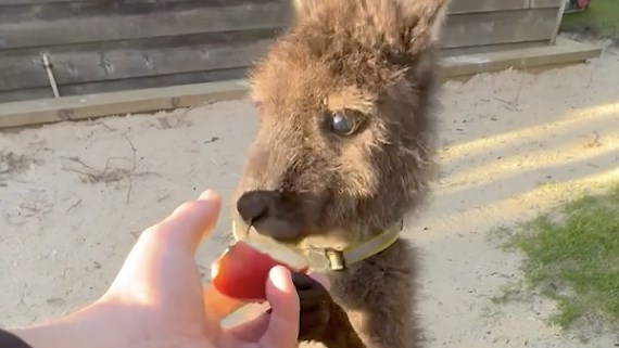 Aussie Man’s Heartwarming Adoption of Orphaned Kangaroo