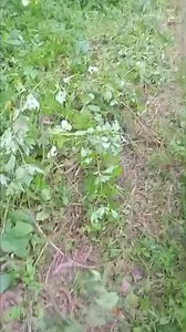 Full video of the guy the tree fell on