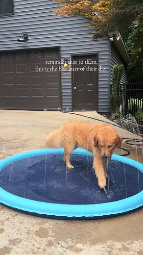 Best $20 Dog Toy for Golden Retrievers: Why It’s Worth It