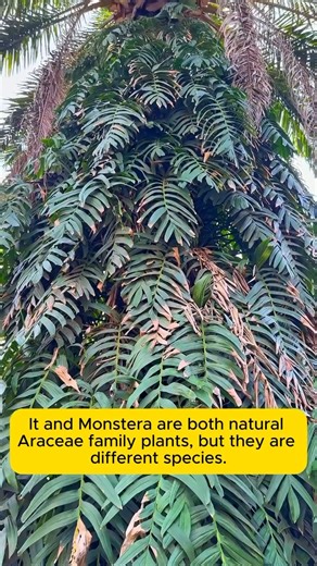 unique tree | Pro Gardening