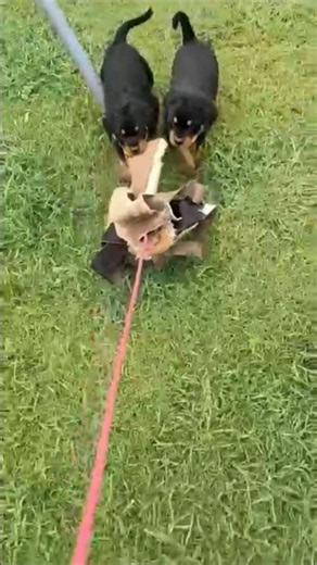 These Rottweiler puppies are MONSTERS 😈 #shorts #dogs #puppies