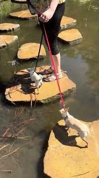 They are not use to walk across water. They need to practice for sure