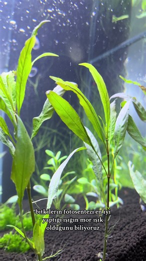 yeah mr. white, science #fyp #biology #photosentesis