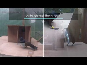 New Caledonian Crows Mentally Represent Metatool Problems